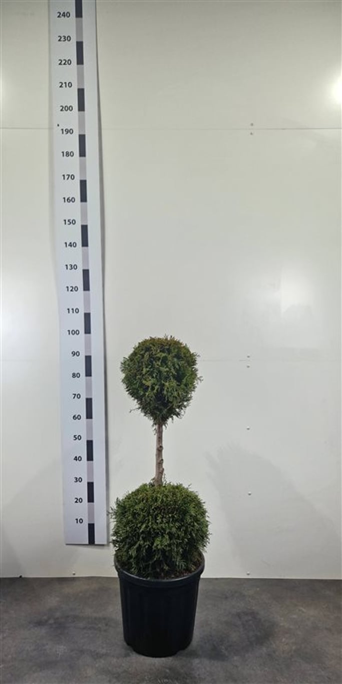Thuja occ. 'Smaragd' - 80-100 CM DUOBOL Cont.